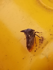 Acanthuchus trispinifer