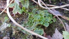 Marchantia polymorpha polymorpha