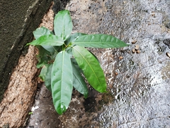 Ficus virens