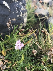 Armeria maritima maritima