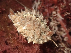 Pusula solandri