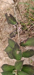 Callicarpa
