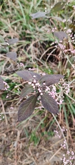 Callicarpa