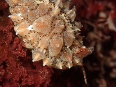 Pusula solandri