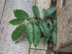 Ficus virens