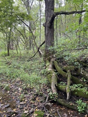 Quercus alba
