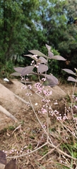Callicarpa