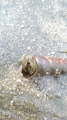 Clibanarius longitarsus