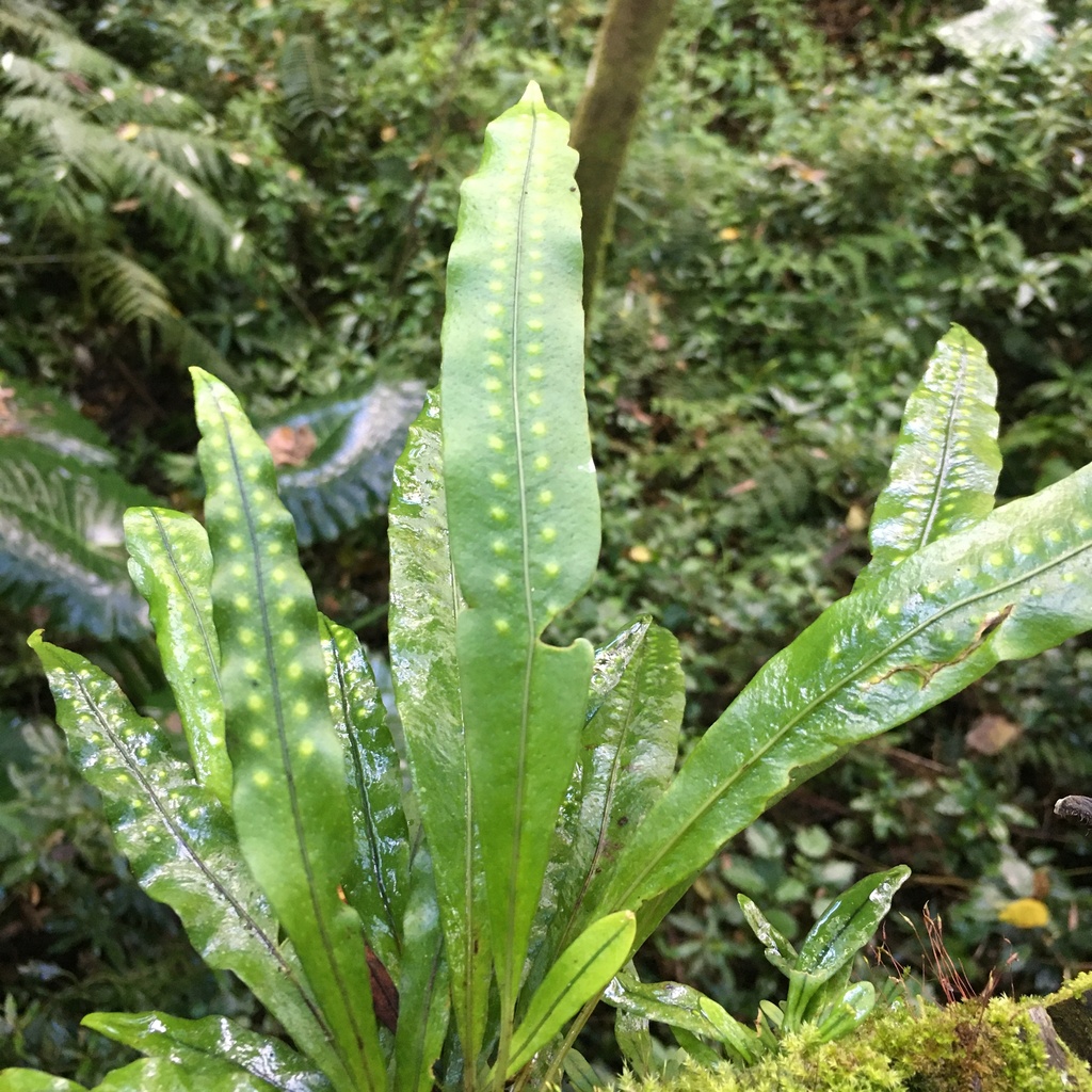Lepisorus tosaensis (Lepisorus tosaensis)