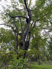 Quercus alba