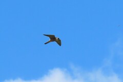 Falco longipennis