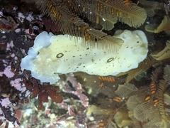 Diaulula sandiegensis