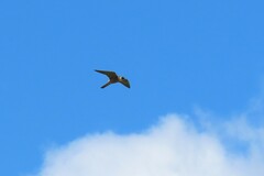 Falco longipennis