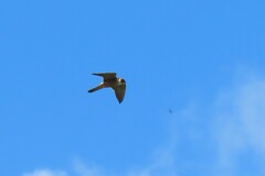 Falco longipennis