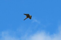 Falco longipennis