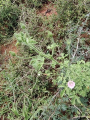 Pavonia zeylanica