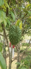 Annona muricata