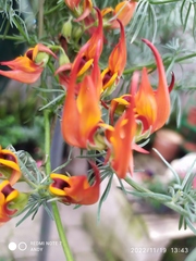 Lotus berthelotii