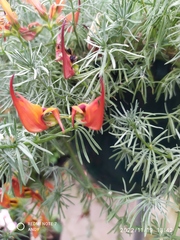 Lotus berthelotii