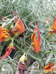 Lotus berthelotii