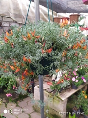Lotus berthelotii