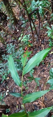 Alpinia oblongifolia