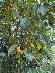 Pittosporum undulatum