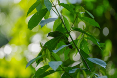 Chloropsis cyanopogon