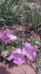 Dicerocaryum senecioides