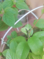 Micrathena sexspinosa