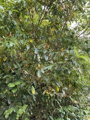 Pittosporum undulatum
