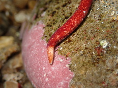 Cerebratulus albifrons