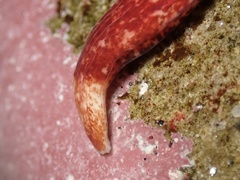 Cerebratulus albifrons