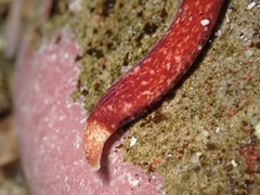 Cerebratulus albifrons