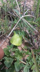 Dicerocaryum senecioides