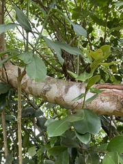 Pittosporum undulatum