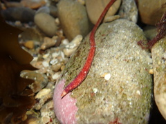 Cerebratulus albifrons
