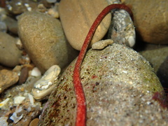 Cerebratulus albifrons