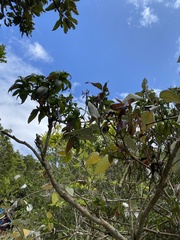 Barleria observatrix