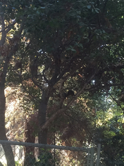 Sciurus niger rufiventer