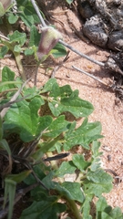 Dicerocaryum senecioides