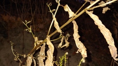 Eurybia furcata