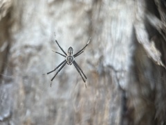 Argiope ocyaloides