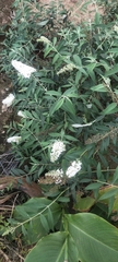 Buddleja asiatica