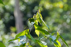 Chloropsis cyanopogon