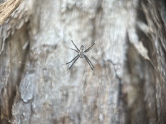 Argiope ocyaloides