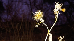 Eurybia furcata