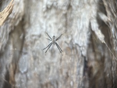 Argiope ocyaloides