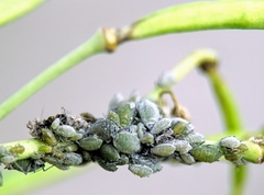 Brevicoryne brassicae