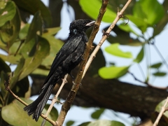 Dicrurus hottentottus